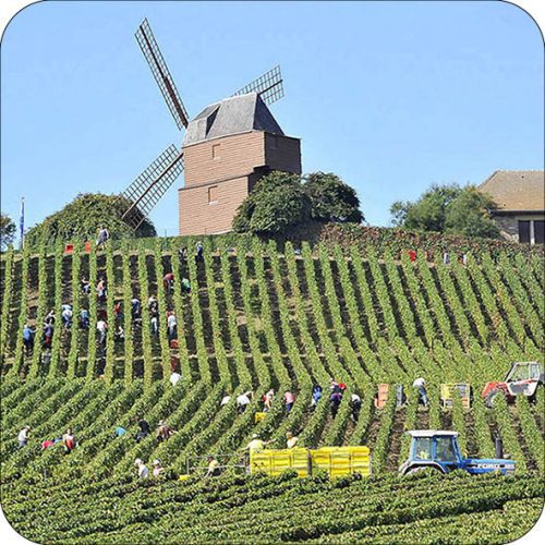 Magnet Vendanges en Champagne au pied du Moulin de Verzenay
