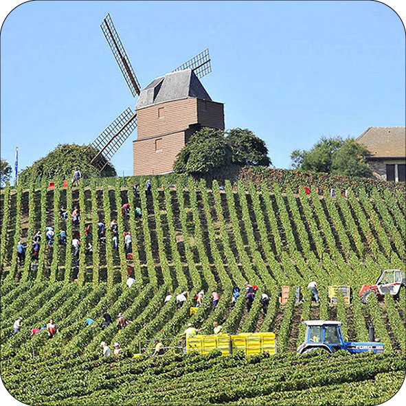 Magnet Vendanges en Champagne au pied du Moulin de Verzenay