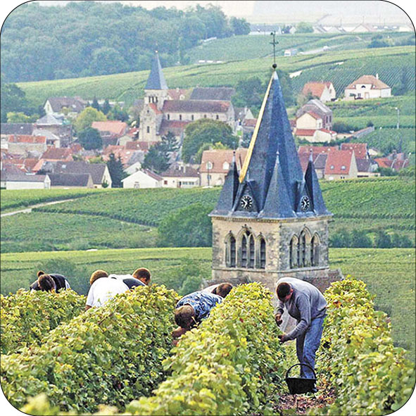 Magnet Vendanges en Champagne, à Villedommange