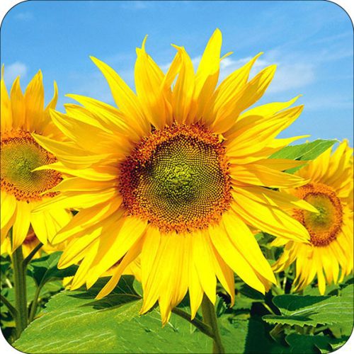 Magnet Fleur de tournesol